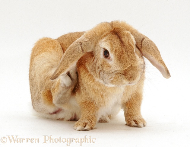 Sandy Lop female rabbit, Lottie, scratching herself with a hind foot, white background