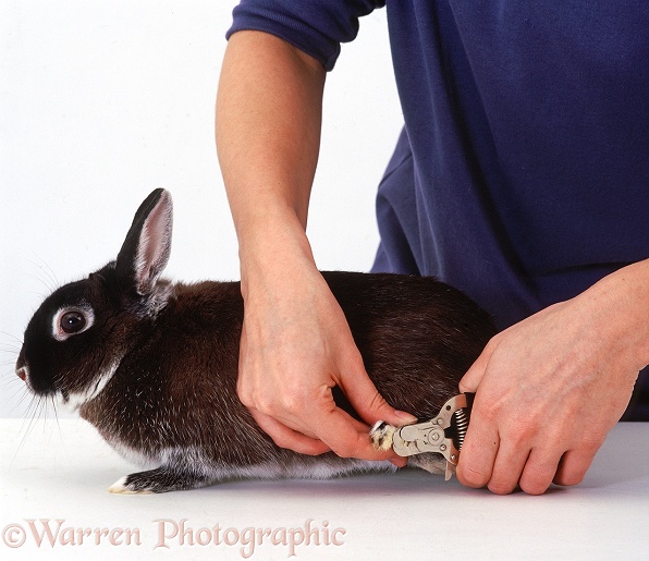 Clipping the hind claws of a Marten Sable rabbit, white background