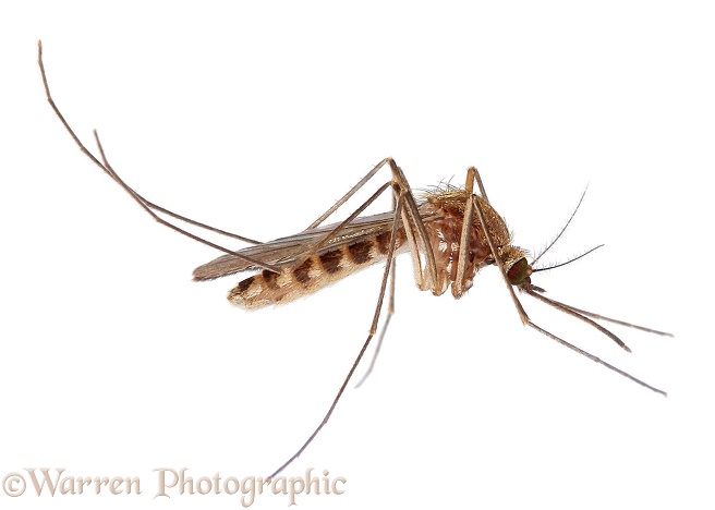 Mosquito (Culex pipiens) female, white background