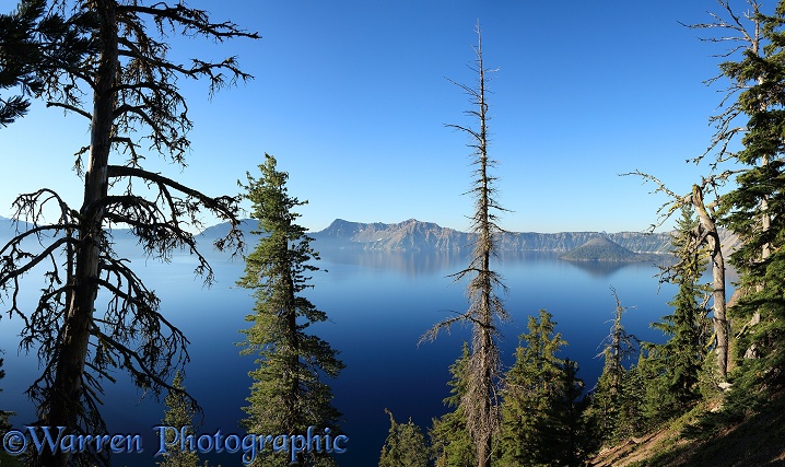 Mountain Hemlocks (Tsuga mertensiana) and Crater Lake.  Crater Lake, Oregon, USA