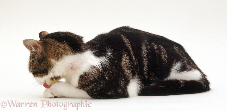 Tabby-and-white cat, Charlotte, with multiple allergy-induced acute eczema showing remaining patch of eczema. Licking her paw, white background