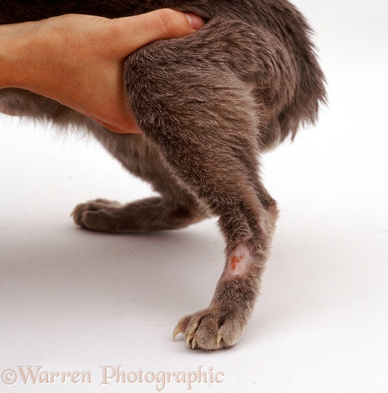 Showing elderly Blue Burmese cat, Monty, with intractable ringworm lesions, white background