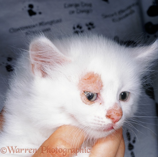 Ringworm lesions on white kitten
