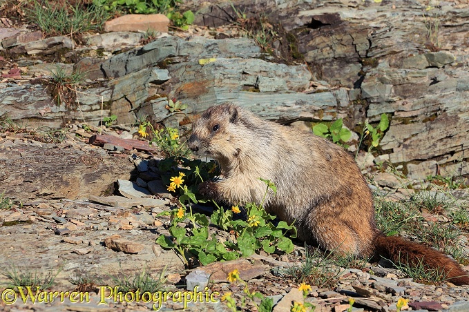 Hoary Marmot (Marmota caligata) eating flowers.  North America