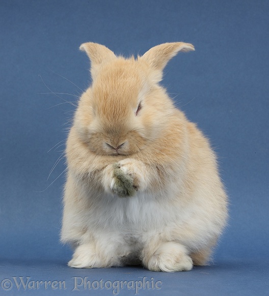 Young sandy rabbit grooming on blue background