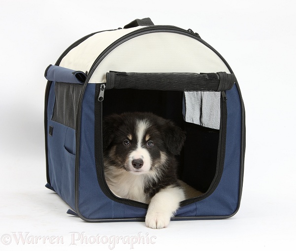 Tricolour Border Collie pup in a pet carry case, white background