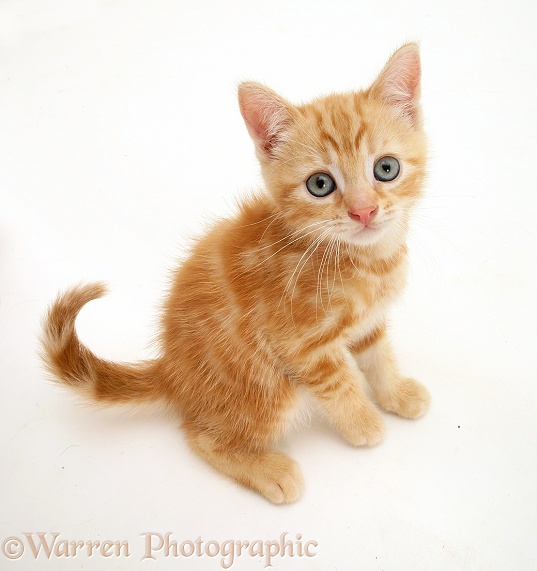 Ginger kitten, Benedict, looking up, white background