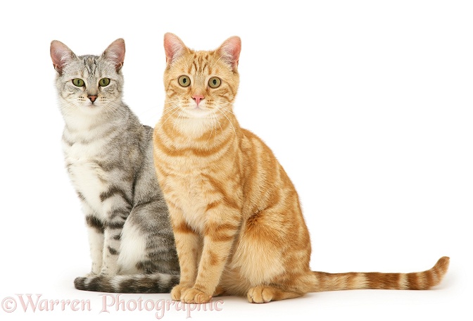 Young silver and ginger cats, Joan and Benedict, sitting together, white background
