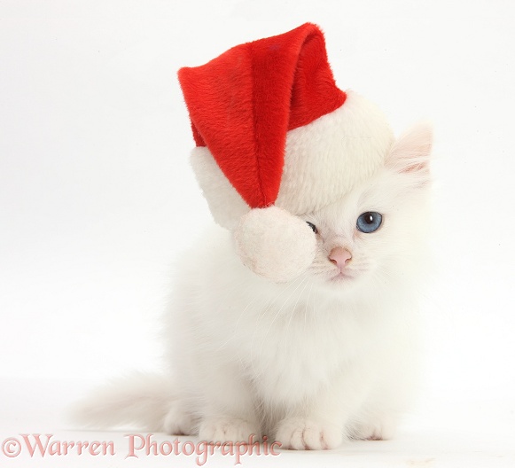 White Maine Coon-cross kitten wearing a Father Christmas hat, white background