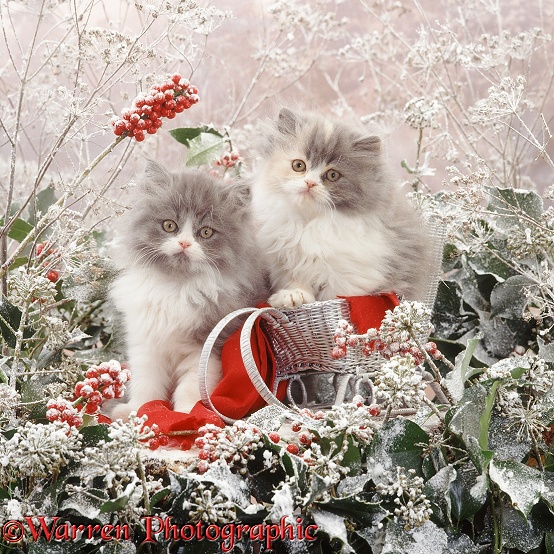 Blue Bicolour Persian kitten Cobweb and his Blue-cream sister Coriander, 9 weeks old, with toy sledge, holly berries, ivy flowers, umbellifer deadheads and snow