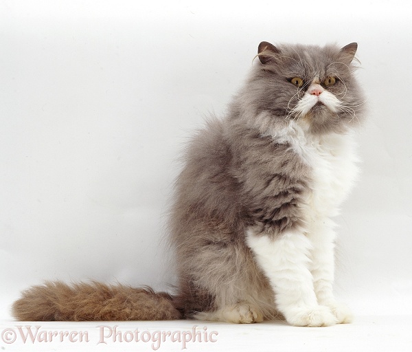 Blue bicolour Persian male cat, Cobweb, white background