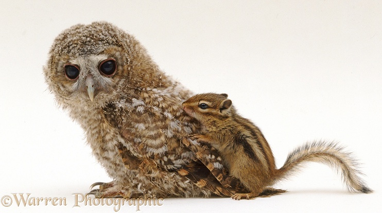 Baby Siberian Chipmunk (Eutamias sibiricus) wanting to play with fledgling Tawny Owl (Strix aluco), white background