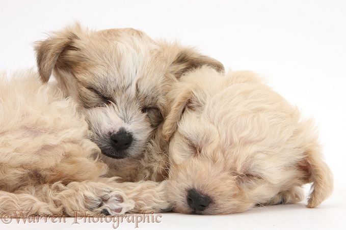 Bichon Frise x Yorkshire Terrier pups, 6 weeks old, asleep, white background