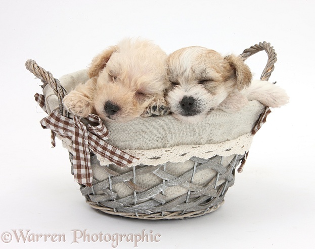 Bichon Frise x Yorkshire Terrier pups, 6 weeks old, asleep in a basket, white background