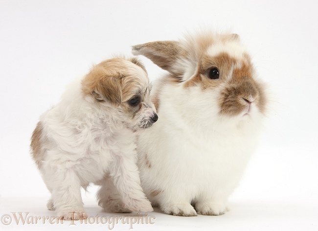 Bichon Frise x Yorkshire Terrier pup, 6 weeks old, and matching sandy-and-white rabbit, white background
