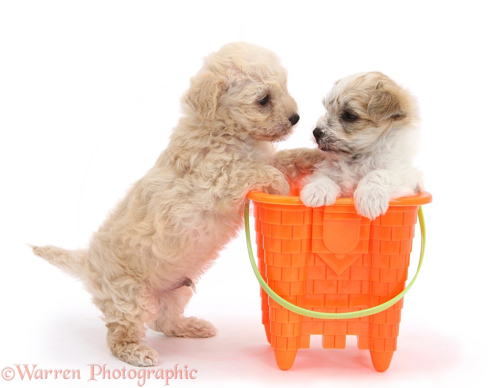 Bichon Frise x Yorkshire Terrier pups, 6 weeks old, playing with a seaside bucket, white background
