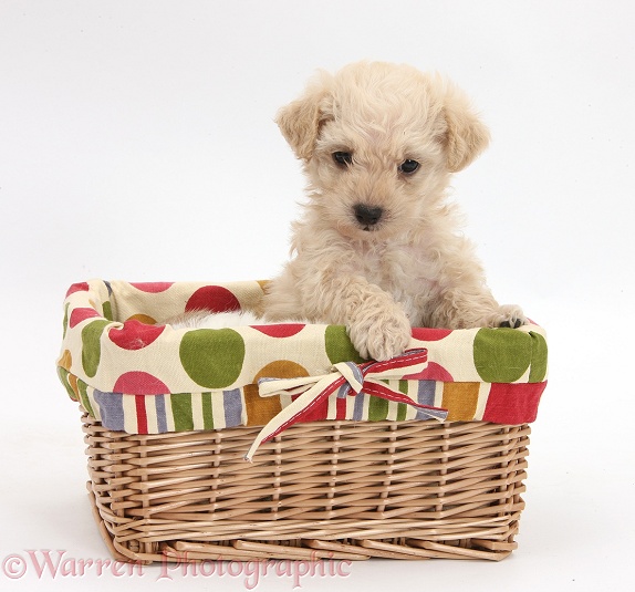 Bichon Frise x Yorkshire Terrier pup, 6 weeks old, in a wicker basket, white background