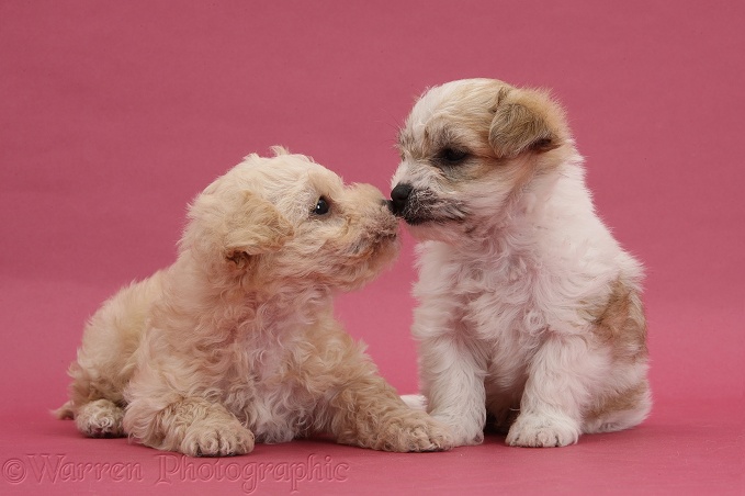 Bichon Frise x Yorkshire Terrier pups, 6 weeks old, kissing on pink background