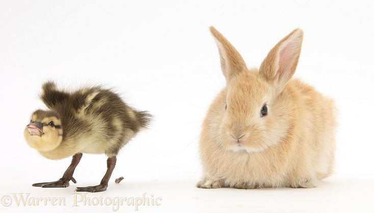 Amusing Mallard (Anas platyrhynchos) duckling pooing at disgruntled young sandy rabbit. 'Take That!', white background