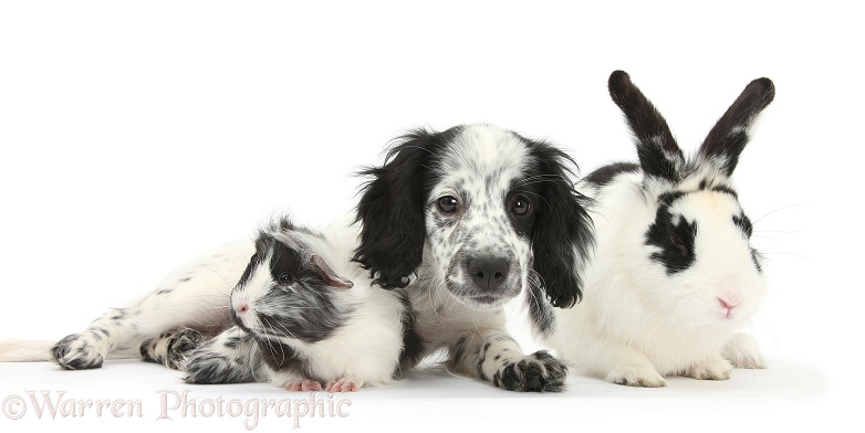 Black-and-white Border Collie x Cocker Spaniel puppy, 11 weeks old, with matching rabbit and Guinea pig, white background
