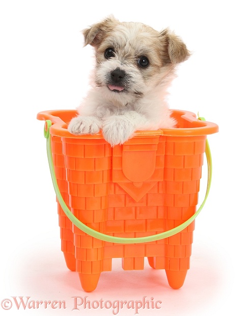 Bichon Frise x Yorkshire Terrier pup, 6 weeks old, in a seaside bucket, white background