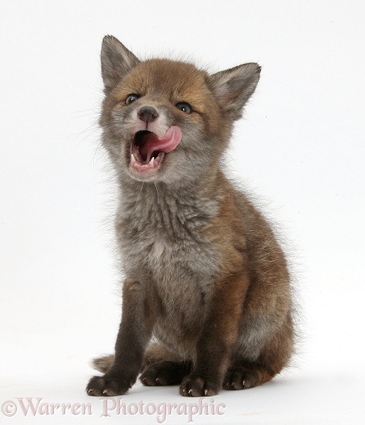 Red Fox (Vulpes vulpes) cub vixen, licking her lips, white background