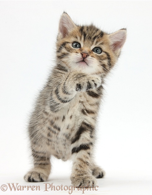 Cute playful tabby kitten, Stanley, 6 weeks old, white background