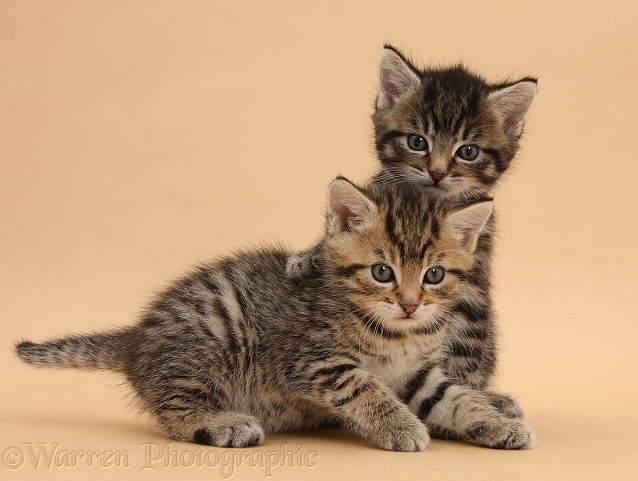 Cute tabby kittens, Stanley and Fosset, 6 weeks old, on beige background