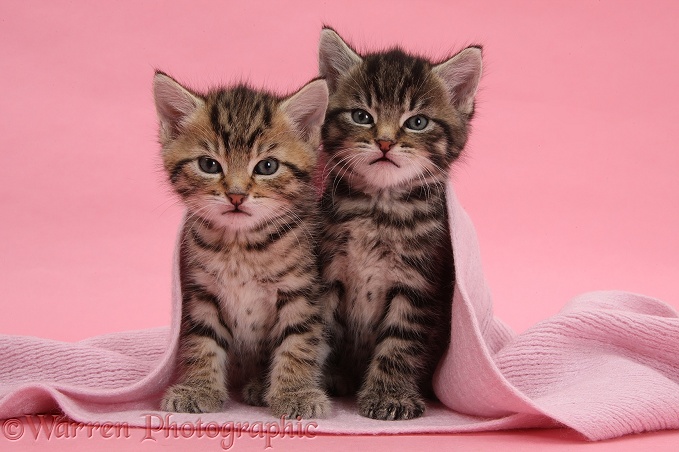 Cute tabby kittens, Stanley and Fosset, 6 weeks old, under a pink scarf