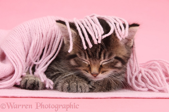 Cute tabby kitten, Fosset, 6 weeks old, asleep under a pink scarf