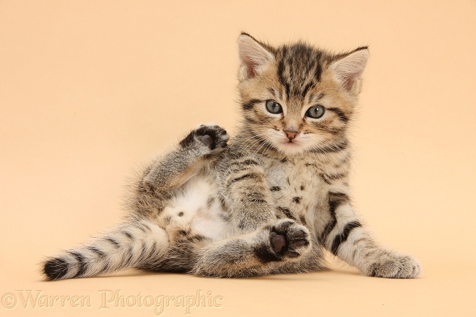 Cute tabby kitten, Stanley, 6 weeks old, lounging on beige background