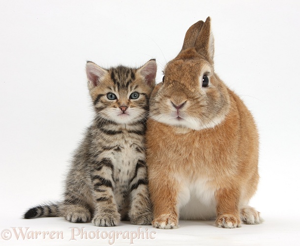 Cute tabby kitten, Stanley, 5 weeks old, with Netherland Dwarf-cross rabbit, Peter, white background
