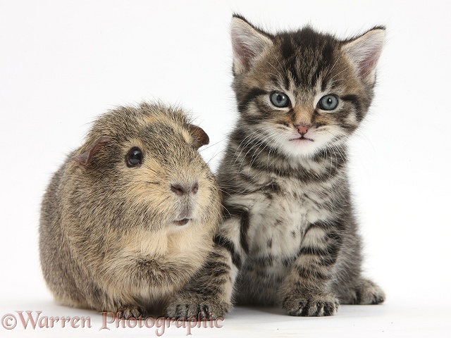 Cute tabby kitten, Fosset, 5 weeks old, with a Guinea pig, white background