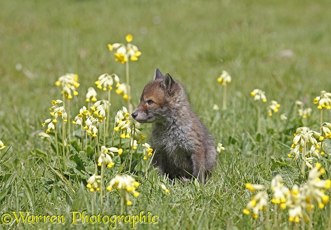 Red Fox (Vulpes vulpes) cub among cowslips