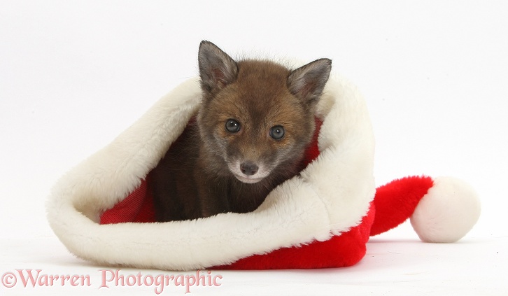 Red Fox (Vulpes vulpes) cub vixen, in a Father Christmas hat, white background