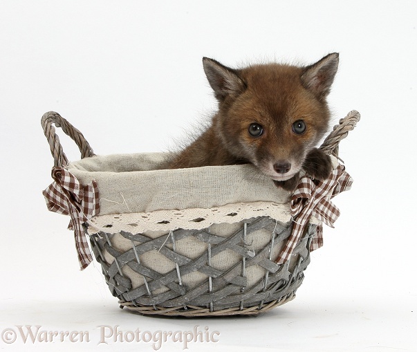 Red Fox (Vulpes vulpes) cub vixen, in a basket, white background