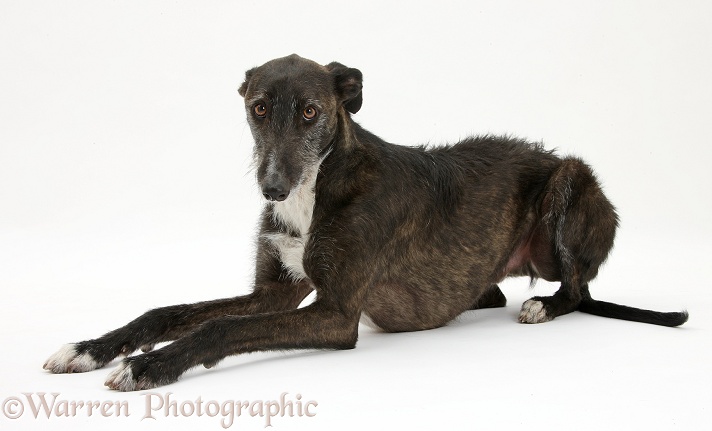 Lurcher dog, Kite, lying with head up, white background