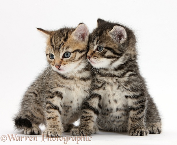 Cute tabby kittens, Stanley and Fosset, 6 weeks old, white background