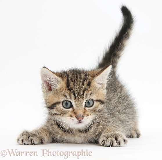 Cute playful tabby kitten, Stanley, 6 weeks old, white background