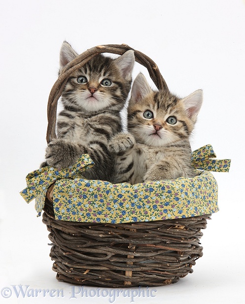 Cute tabby kittens, Stanley and Fosset, 6 weeks old, in a wicker basket, white background