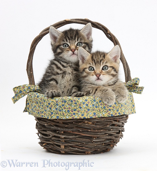 Cute tabby kittens, Stanley and Fosset, 6 weeks old, in a wicker basket, white background