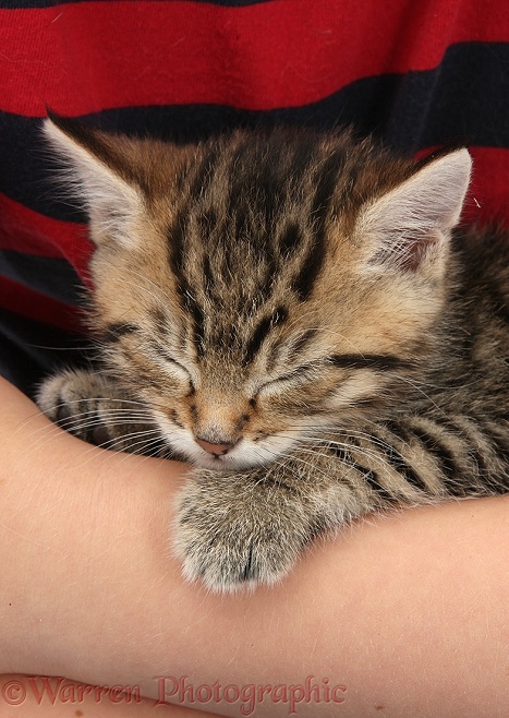 Cute tabby kitten, Stanley, 6 weeks old, asleep in someone's arms