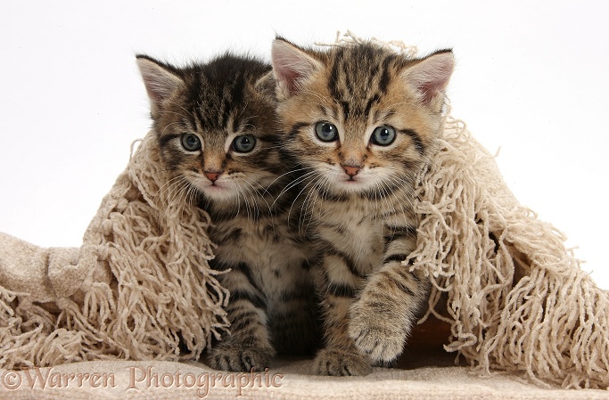 Cute tabby kittens, Stanley and Fosset, 6 weeks old, under a beige shawl, white background