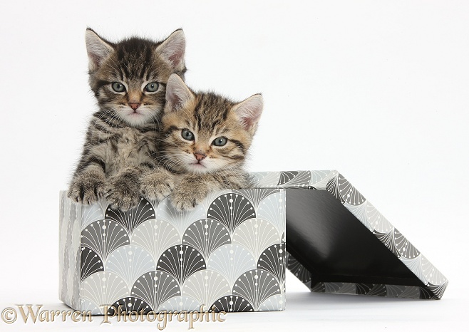 Cute tabby kittens, Stanley and Fosset, 6 weeks old, in a decorative cardboard box, white background
