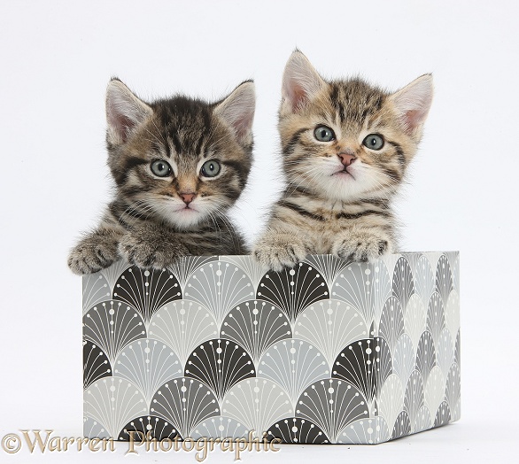 Cute tabby kittens, Stanley and Fosset, 6 weeks old, in a decorative cardboard box, white background