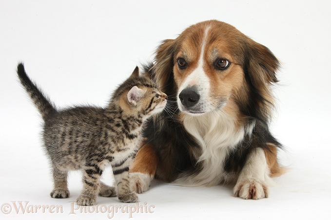 Cute tabby kitten, Stanley, 6 weeks old, nose-to-nose with sable Border Collie dog, Otto, white background