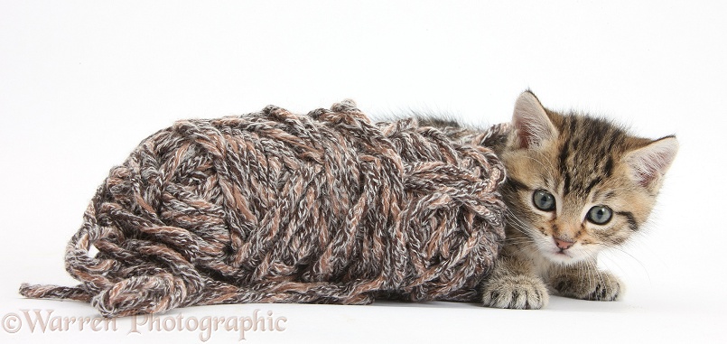 Cute playful tabby kitten, Stanley, 6 weeks old, with a ball of knitting wool, white background