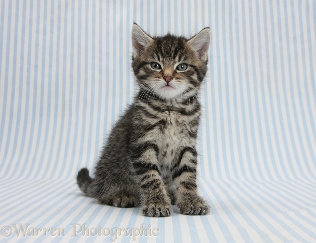 Cute tabby kitten, Fosset, 6 weeks old, sitting on blue stripy background