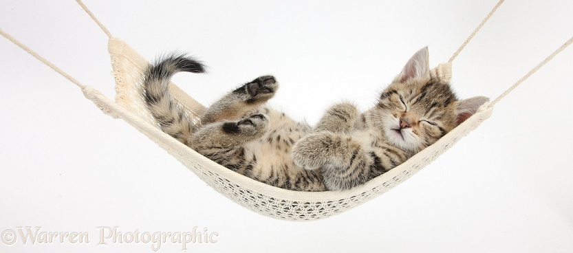 Cute tabby kitten, Stanley, 7 weeks old, sleeping in a hammock, white background