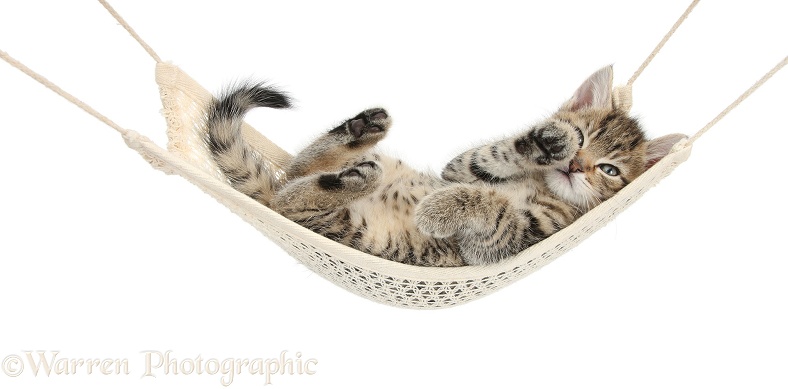 Cute tabby kitten, Stanley, 7 weeks old, lying in a hammock, white background
